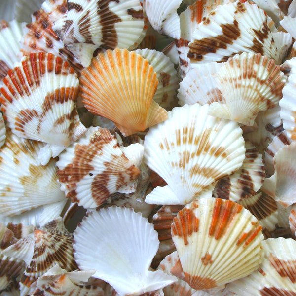 Peach, Orange and Tan Scallop Shells - 1 Kg